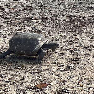 Gopher Tortoise