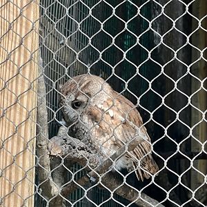 Eastern Screech Owl