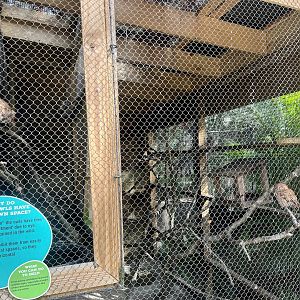 Eastern Screech Owl Exhibit