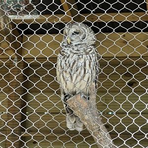 Barred Owl