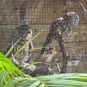 Barred Owls