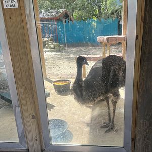 Emu