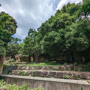 Baird's tapir Exhibit