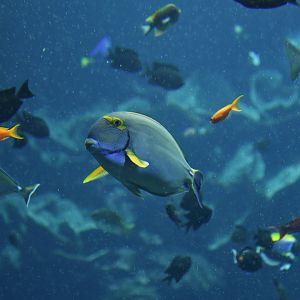 Acanthurus dussumieri