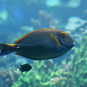 Acanthurus dussumieri