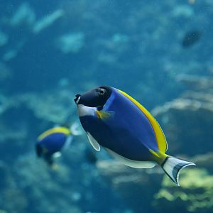 Acanthurus leucosternon