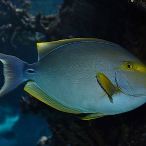 Acanthurus xanthopterus