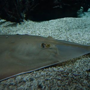 blackchin guitarfish (Glaucostegus cemiculus)