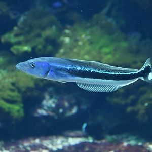 Malacanthus latovittatus