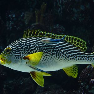 Plectorhinchus lineatus