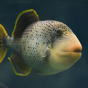 Pseudobalistes flavimarginatus