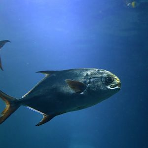 Trachinotus africanus