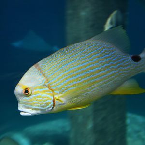 Symphorichtis spilurus