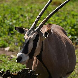 Beisa oryx Oryx beisa