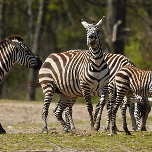 Grant's zebra Equus quagga