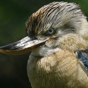 Blue-winged Kookaburra Dacelo leachii