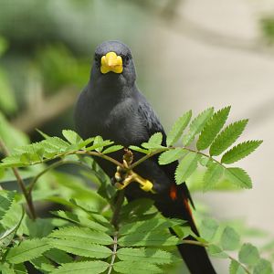 Finch-billed Myna Scissirostrum dubium