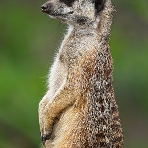 Meerkat (Suricata suricatta)
