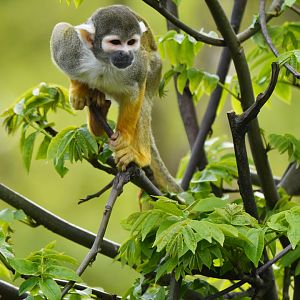 Peruvian squirrel monkey Saimiri boliviensis peruviensis