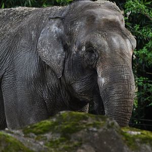 Asian elephant Elephas maximus