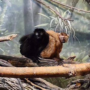 Blue Eyed Black Lemur