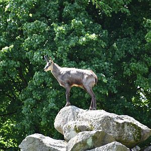 Tierpark Altenfelden - Alpine chamois