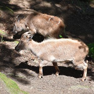Tierpark Altenfelden - Himalayan tahr