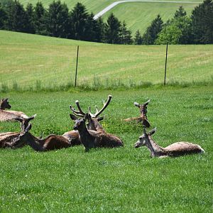 Tierpark Altenfelden - Caspian red deer (?)