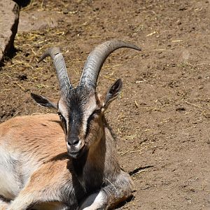 Tierpark Altenfelden - Cretan wild goat