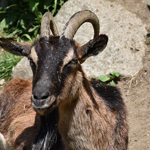 Tierpark Altenfelden - Cretan wild goat