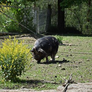 Tierpark Altenfelden - Kune-Kune
