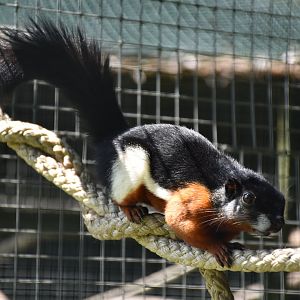 Tierpark Altenfelden - Prevost's squirrel
