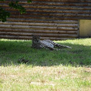 Tierpark Altenfelden - South-african cheetah