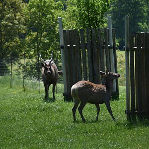 Tierpark Altenfelden - Malayan sambar