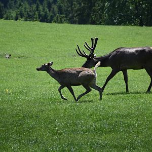 Tierpark Altenfelden - Malayan sambar and Caspian red deer (?)
