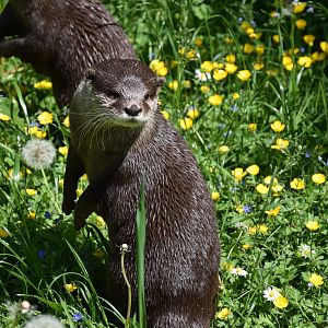 Tierpark Altenfelden - Asian small-clawed otter