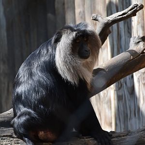 Lion-tailed macaque
