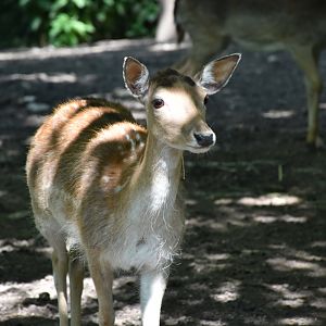 Common fallow deer