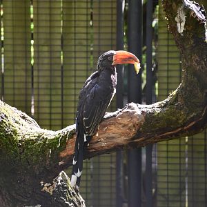 Crowned hornbill
