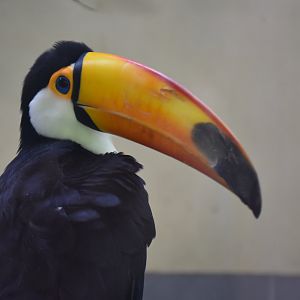 Toco toucan