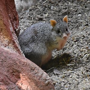 Rufous rat kangaroo