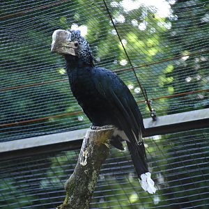 Silvery-cheeked hornbill