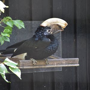 Silvery-cheeked hornbill