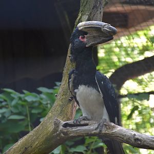 Trumpeter hornbill