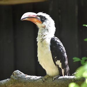 Von der Decken's hornbill