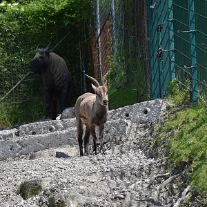 Blue sheep and Mishmi takin