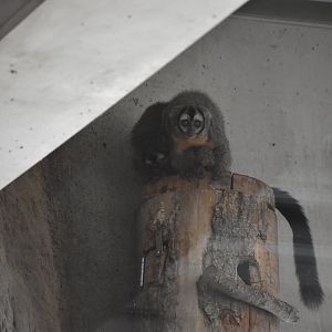 Southern Bolivian Night monkey