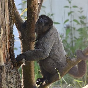 Grey woolly monkey