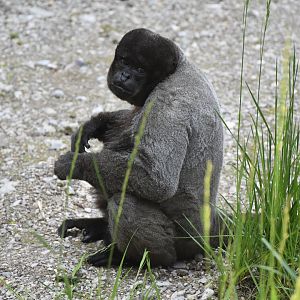 Grey woolly monkey