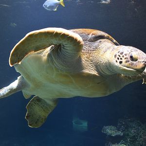 Green turtle